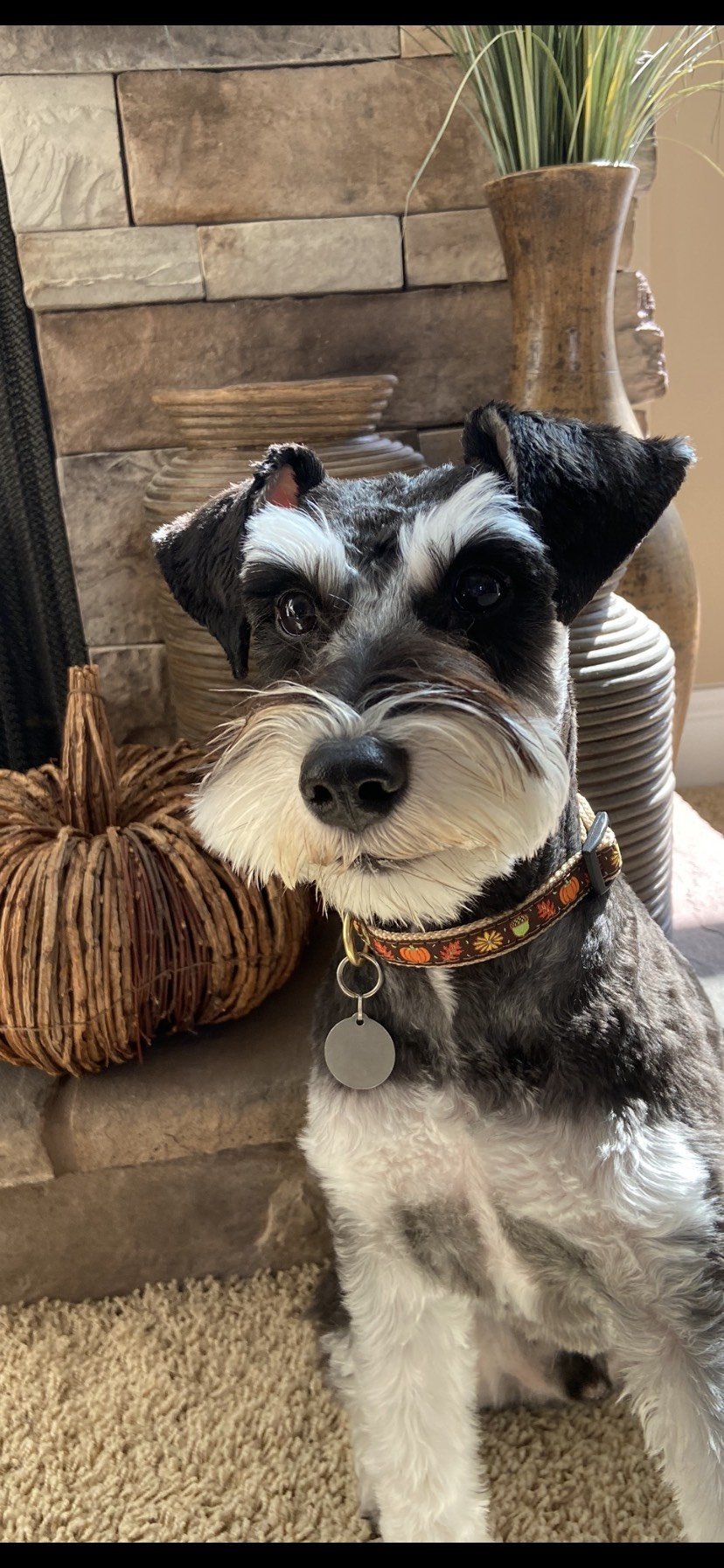 Harvest Time Small Breed Dog Collar