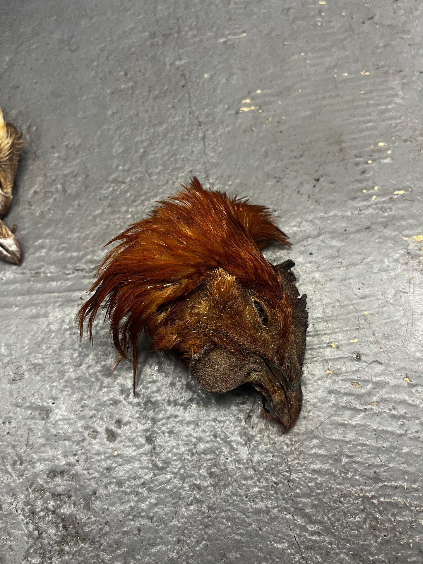 Chicken Head (Feathered)