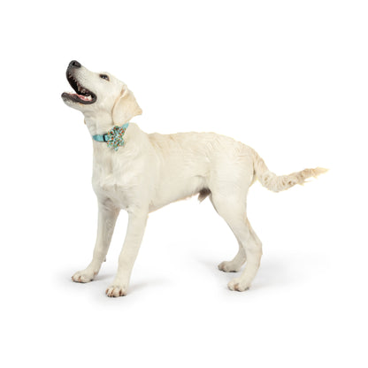 I'm Prickly Cactus Pinwheel