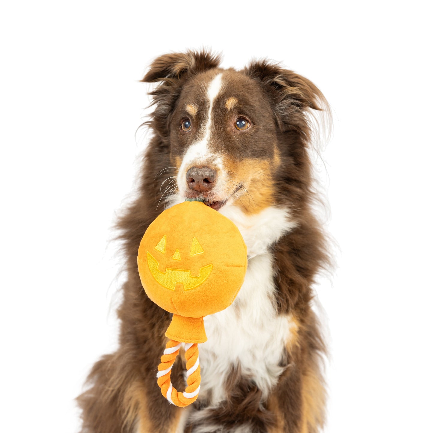 Jack O Lantern Safety Pop Dog Toy