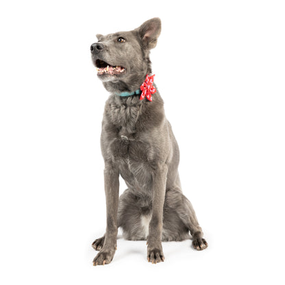 King & Queen of Hearts Pinwheel