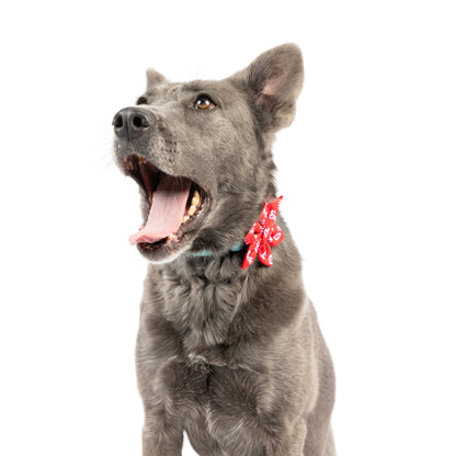 King & Queen of Hearts Pinwheel