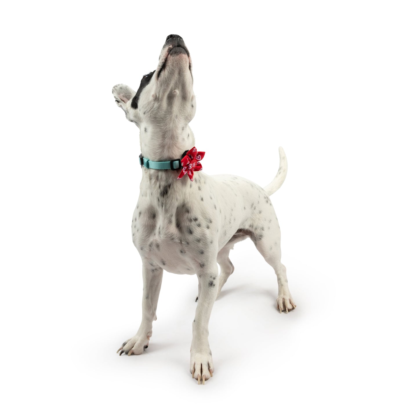 King & Queen of Hearts Pinwheel