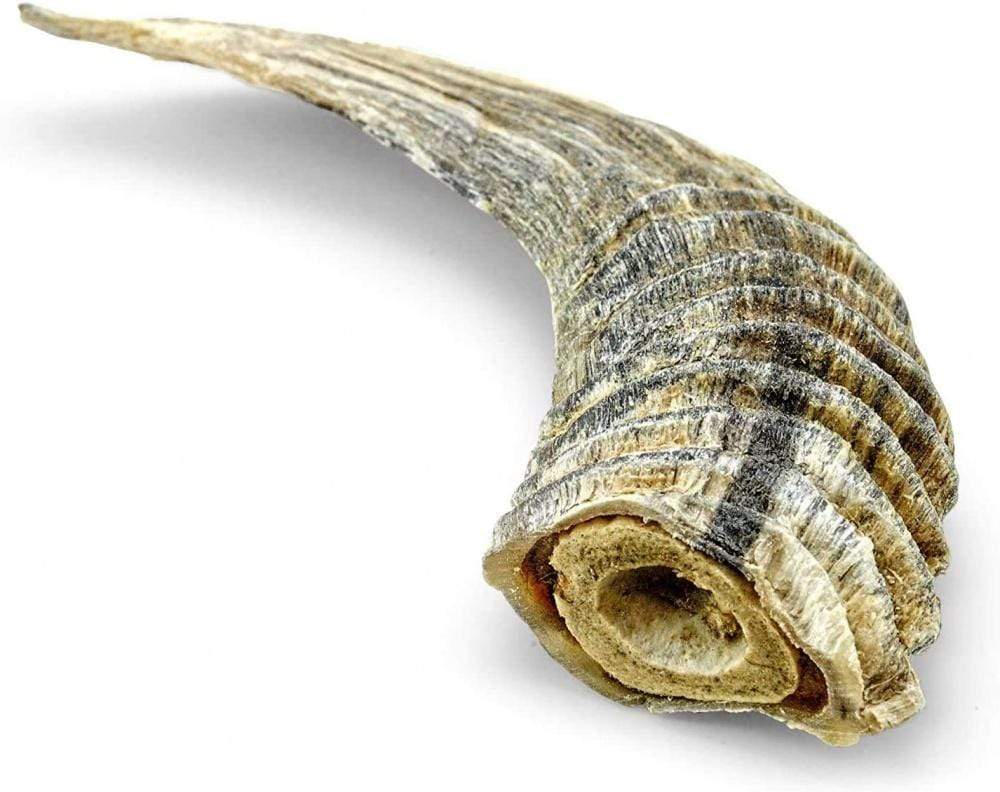 LAMB HORN- PACK OF 10