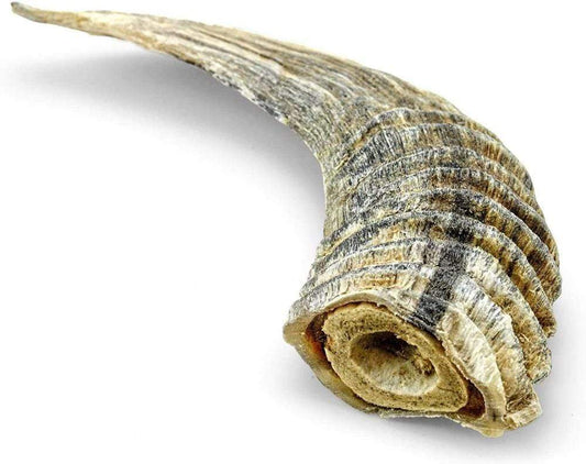 Curved goat horn with textured surface and hollow end