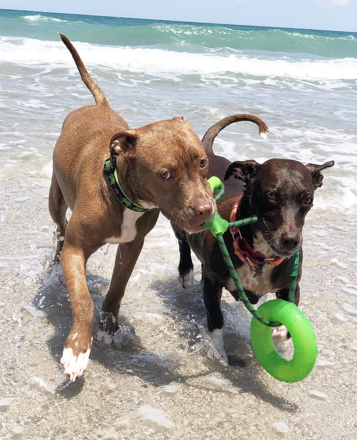 Leader of the Pach Dog Collar