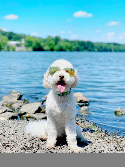 Lime Gingham Dog Collar