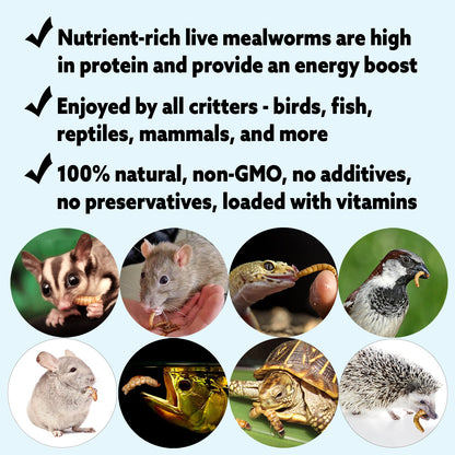 Medium Live Mealworms (1/2")