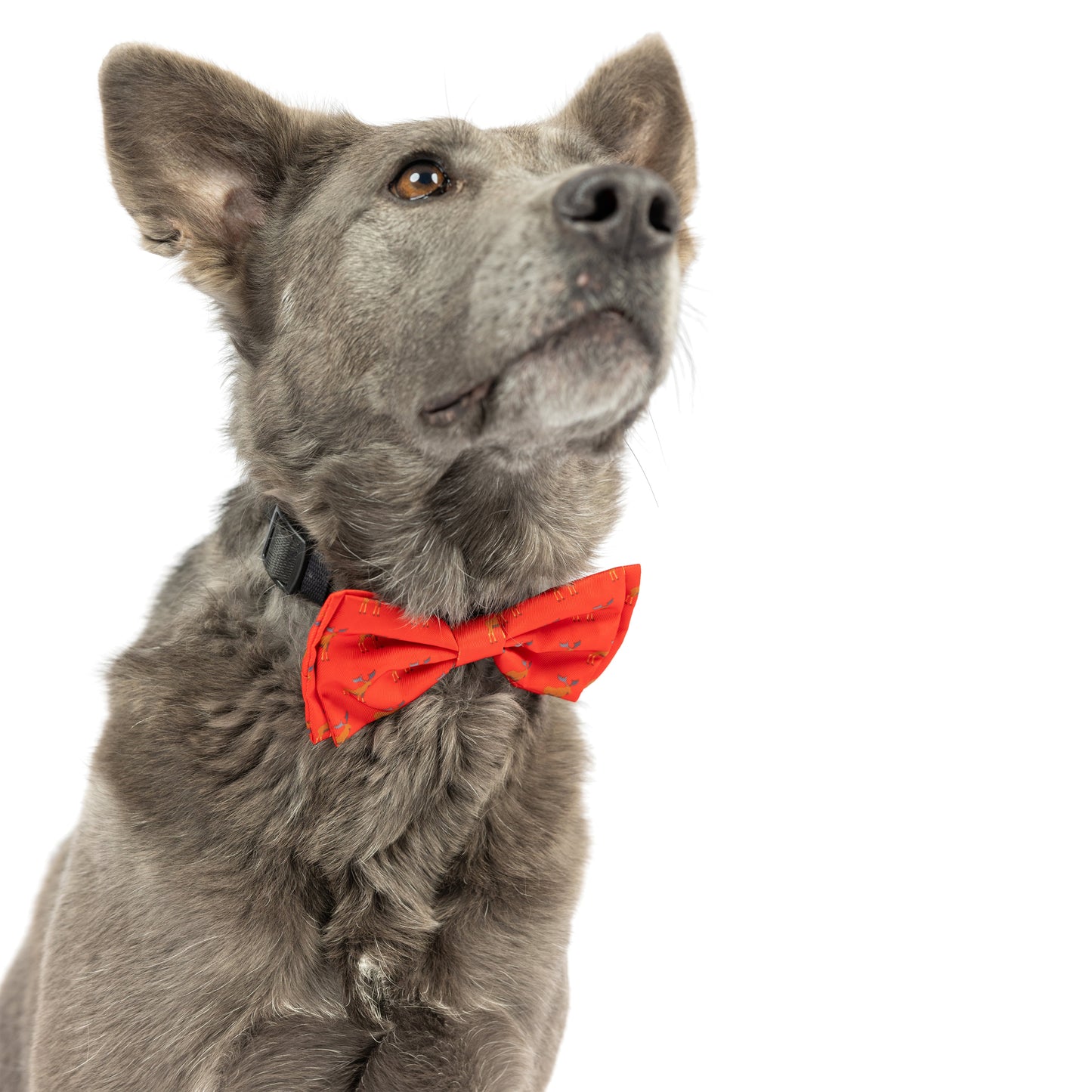 Moose Bow Tie - 30% Off