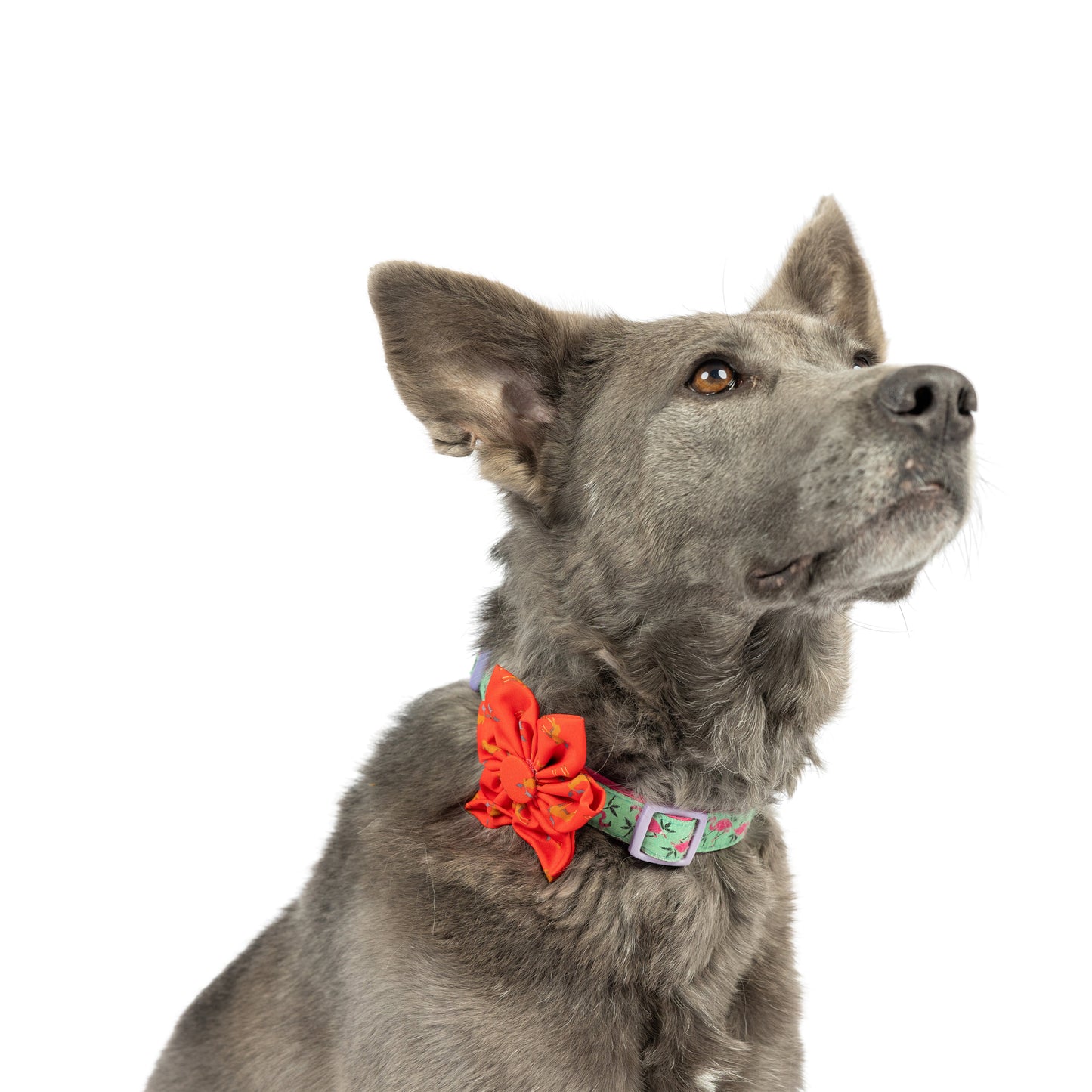 Moose Pinwheel - 30% Off