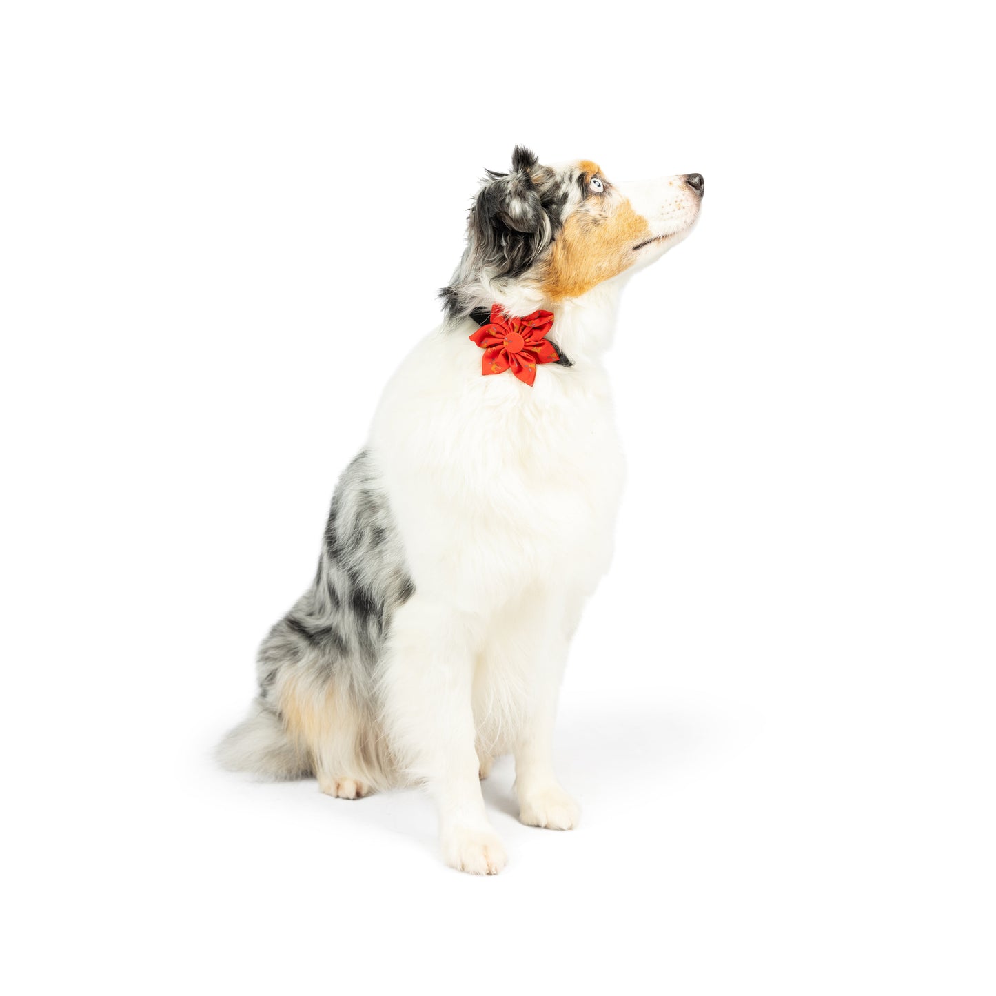 Moose Pinwheel - 30% Off