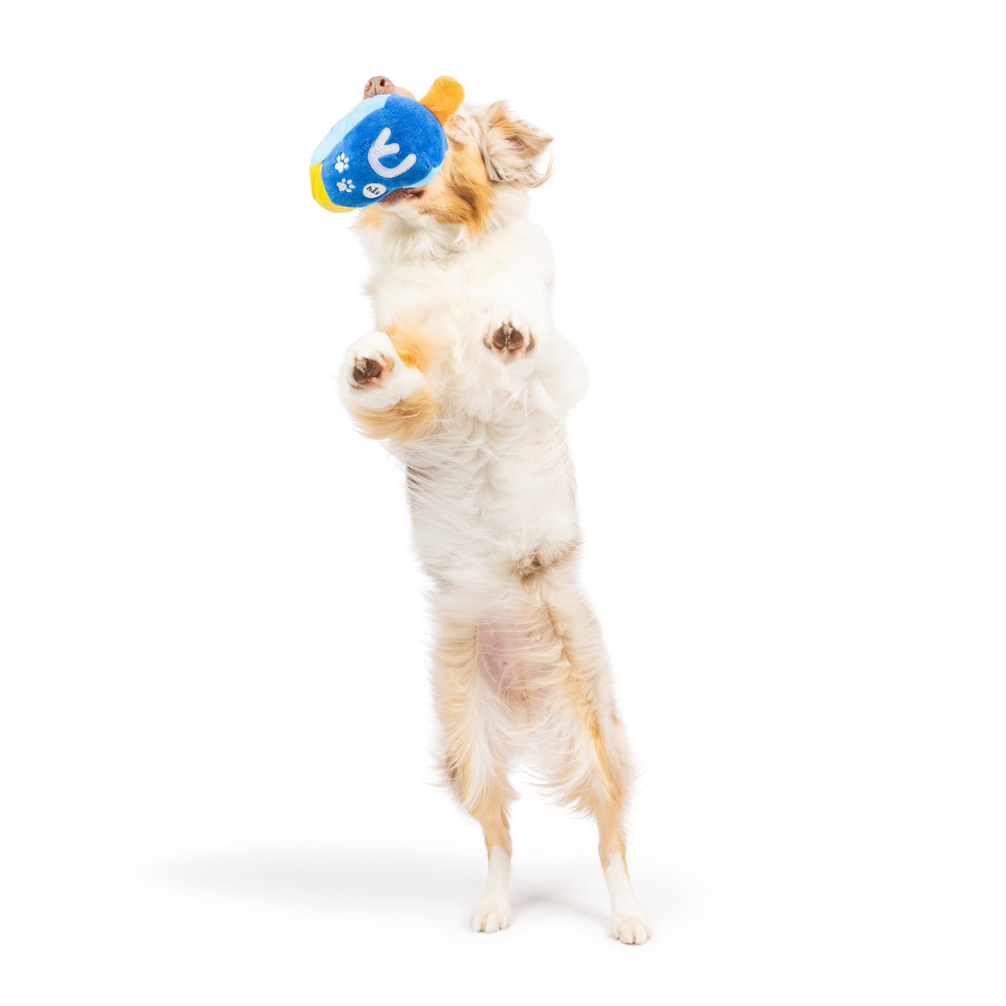 Mutt-Zel Tov Dreidel Dog Toy (Double Sided)
