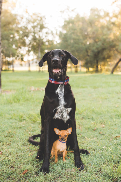 New Stars Small Breed Dog Collar