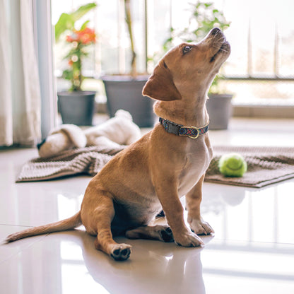 Black Tartan Dog Collar