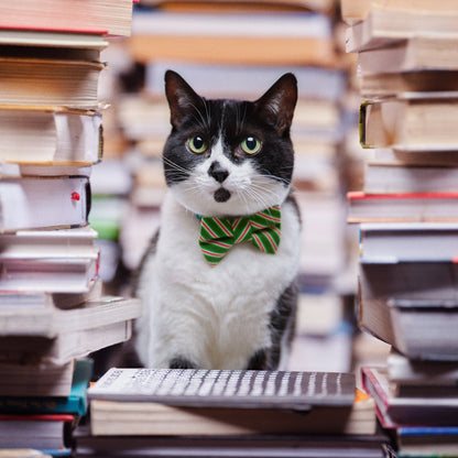 The Dasher - Bow Tie