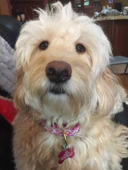 Pink Crush Small Breed Dog Collar