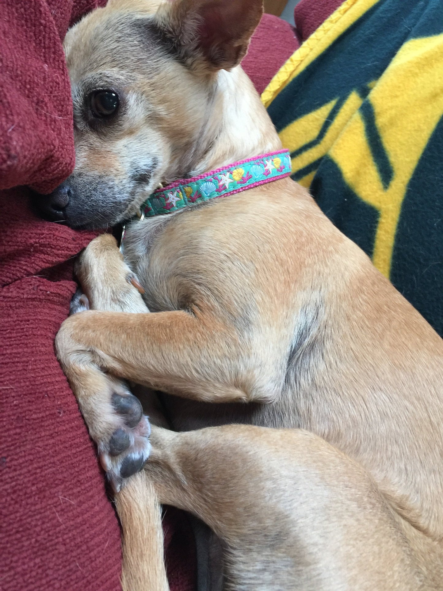 Reef Small Breed Dog Collar