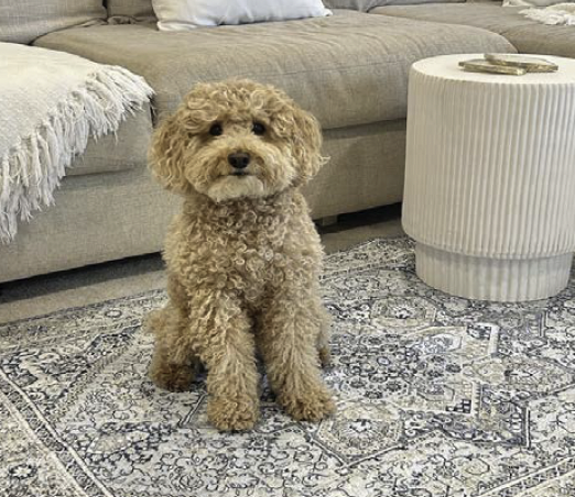 Bark Potty Avalon Society Washable Pet Mats