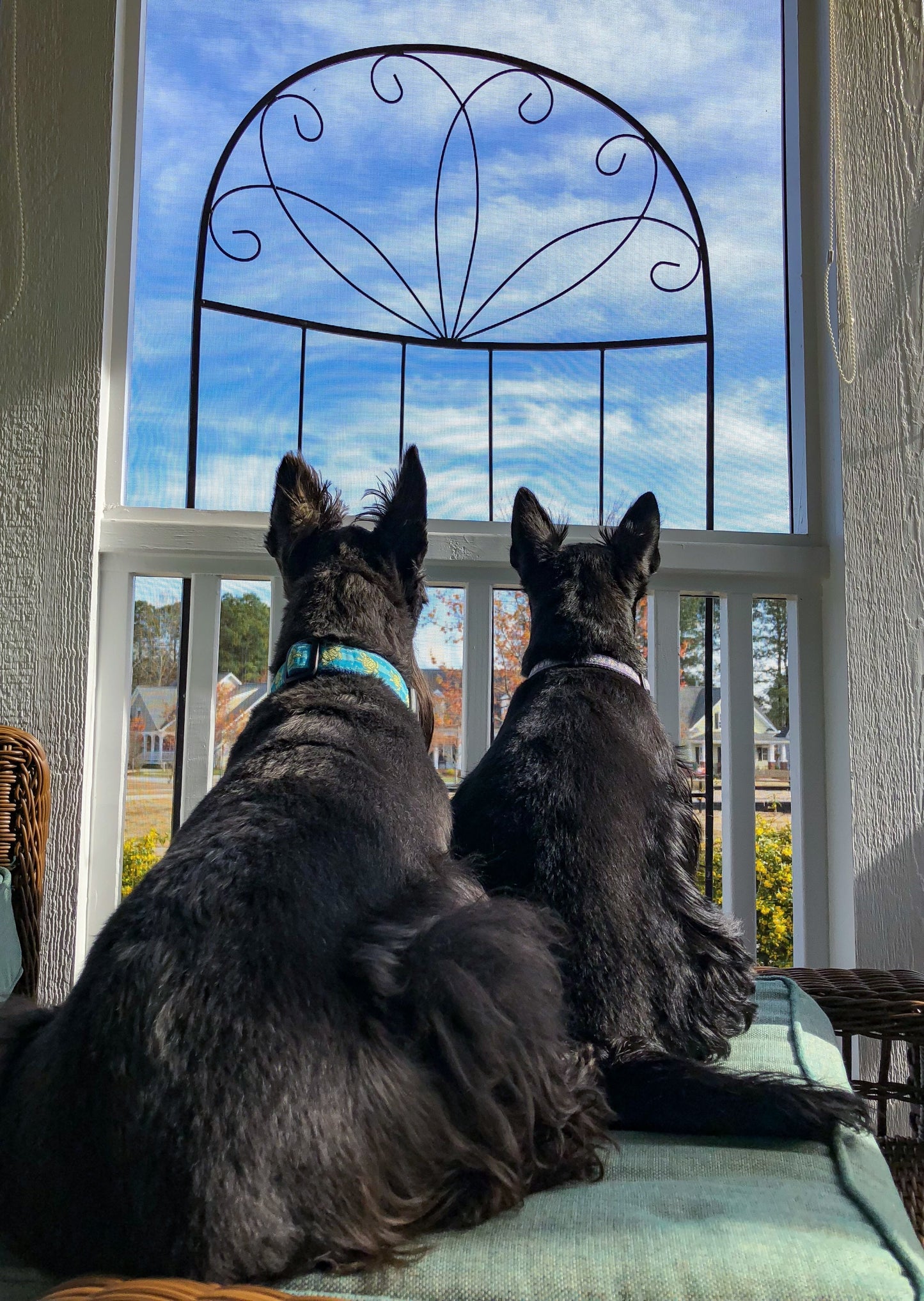 Sea Turtle Dog Collar