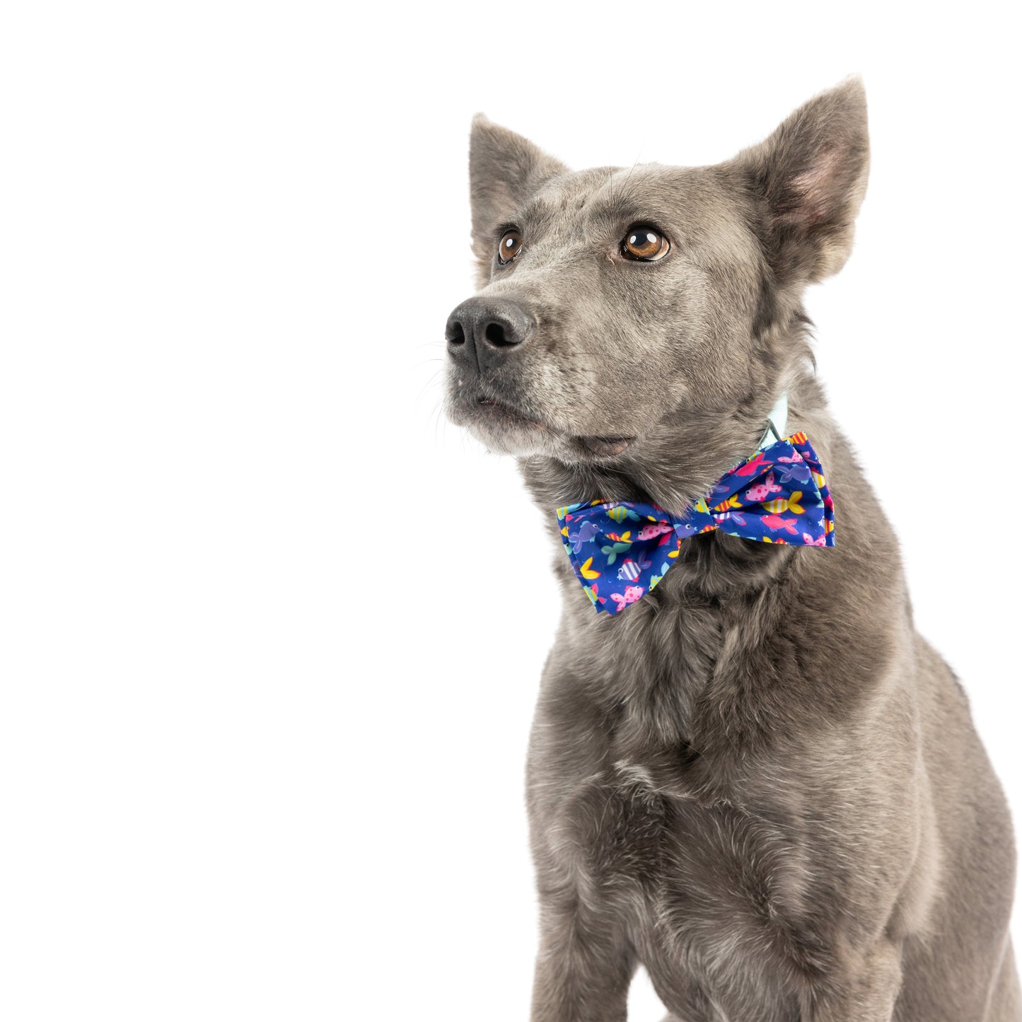 Something Fishy Bow Tie