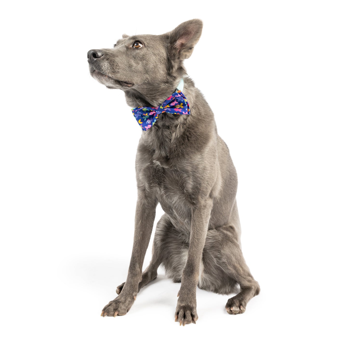 Something Fishy Bow Tie