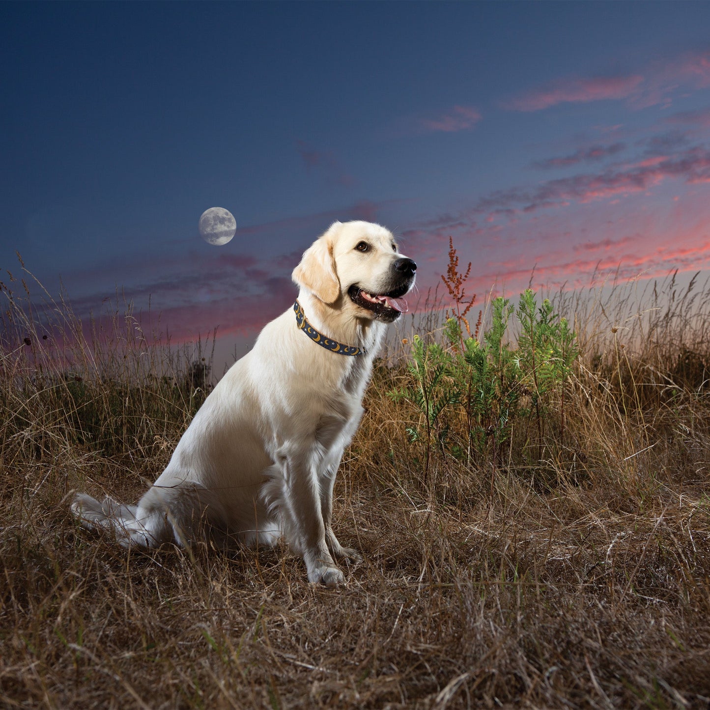 Stella & Luna Dog Collar