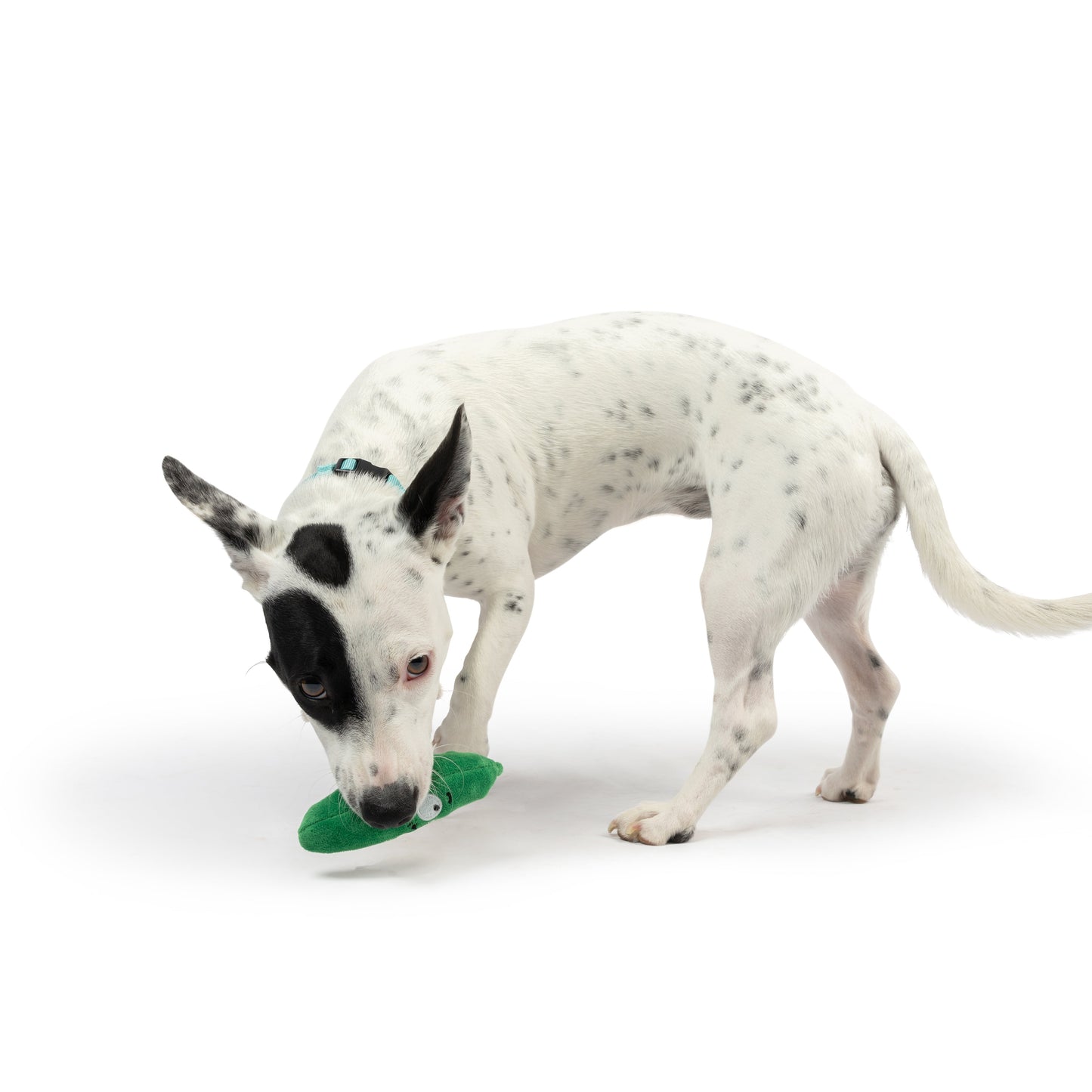 Tiny Tuff Dell Pickle