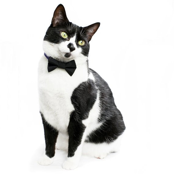 The Back to Business - Bow Tie