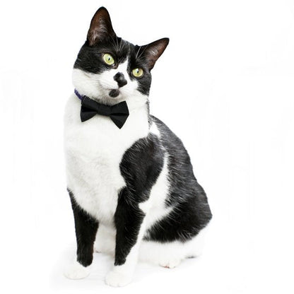The Back to Business - Bow Tie