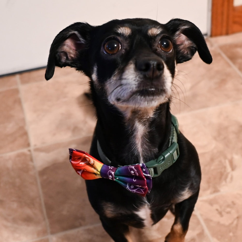 Bone-Dana Multi Bow Tie - 30% Off