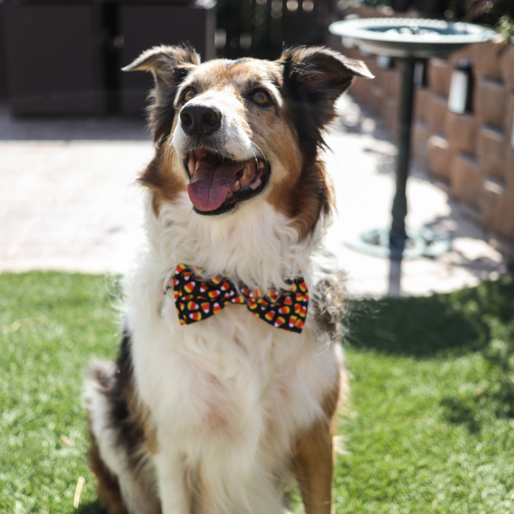 Candy Corn Bow Tie