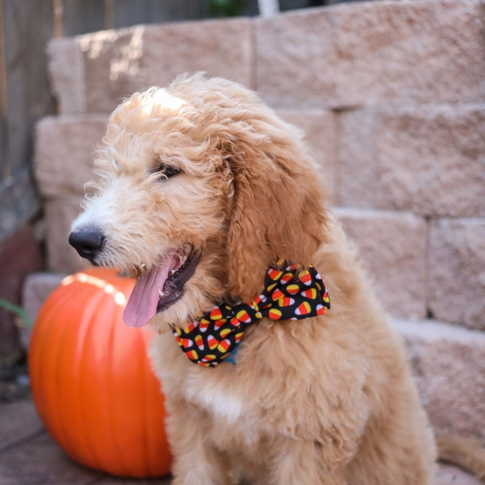 Candy Corn Bow Tie