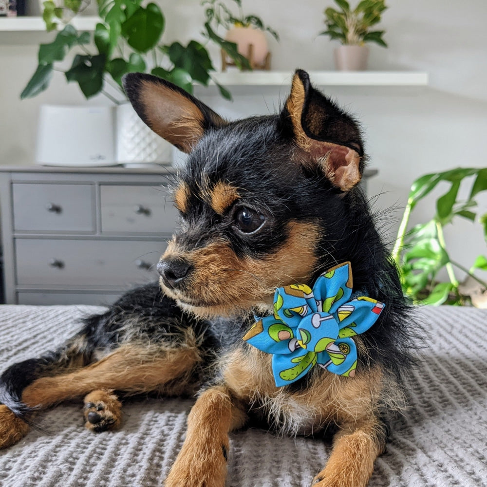 Cinco Fiesta Pinwheel - 30% Off