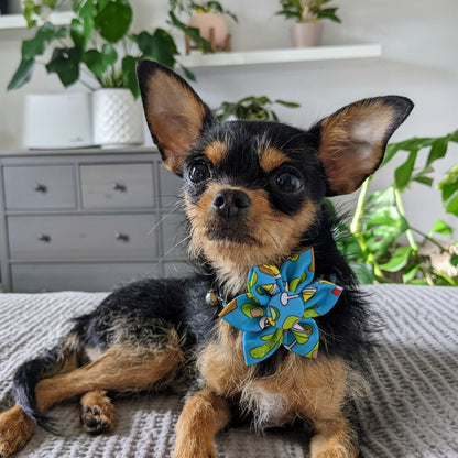 Cinco Fiesta Pinwheel - 30% Off