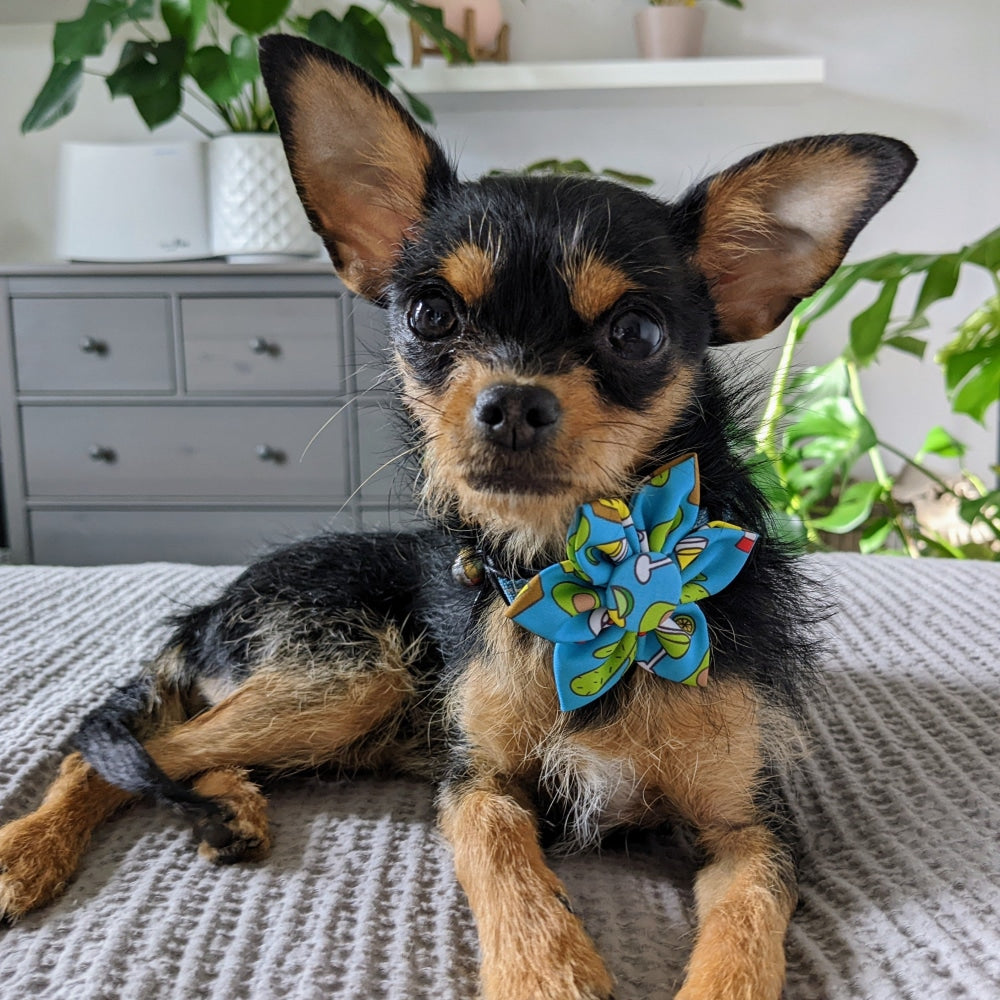 Cinco Fiesta Pinwheel - 30% Off
