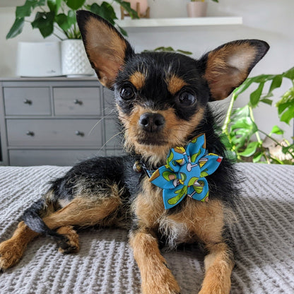 Cinco Fiesta Pinwheel - 30% Off