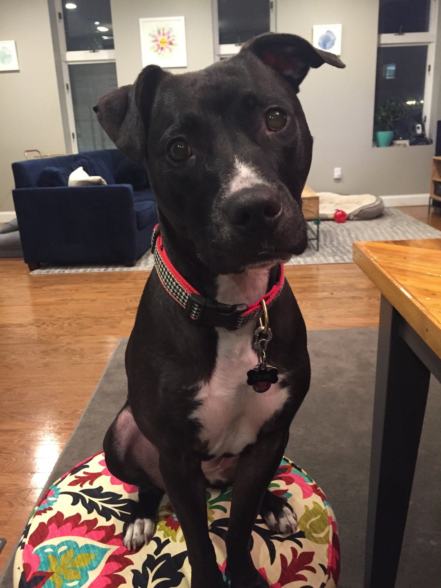 Classic Black Houndstooth Extra Wide Dog Collar 1.5"