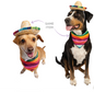 Sombrero Hat and Collar Set