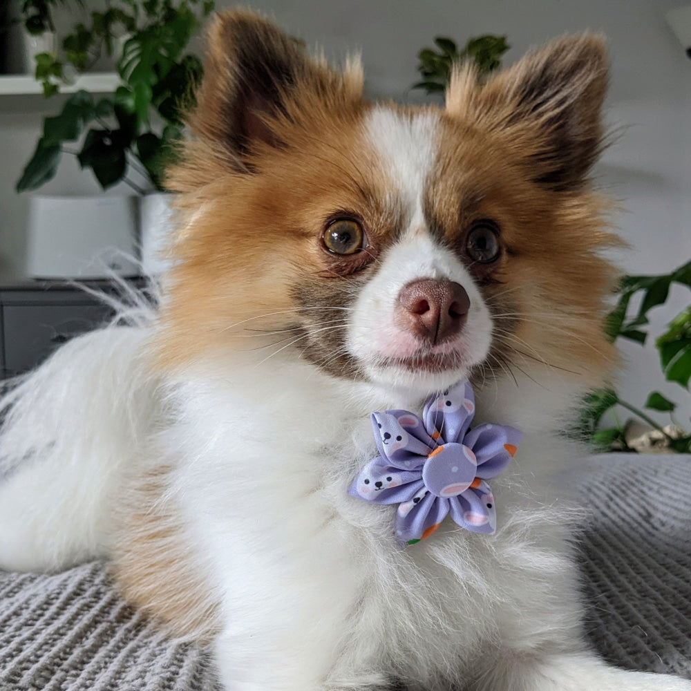 Funny Bunny Pinwheel