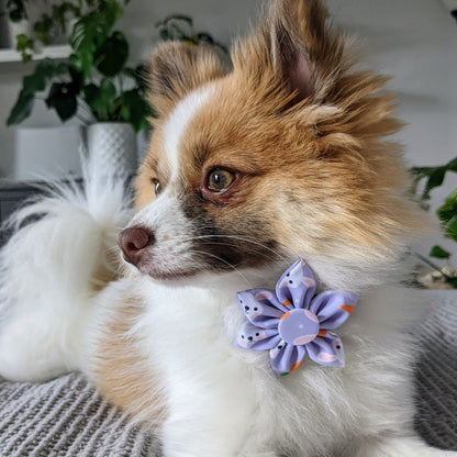 Funny Bunny Pinwheel