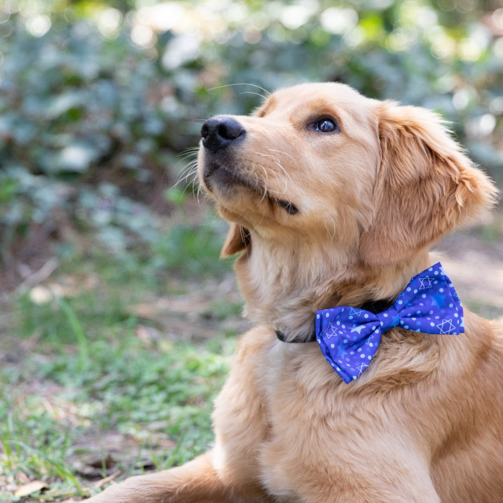 Hanukkah Stars & Dots Bow Tie