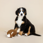 Bernese Mountain Dog puppy sitting next to a brown sheep toy