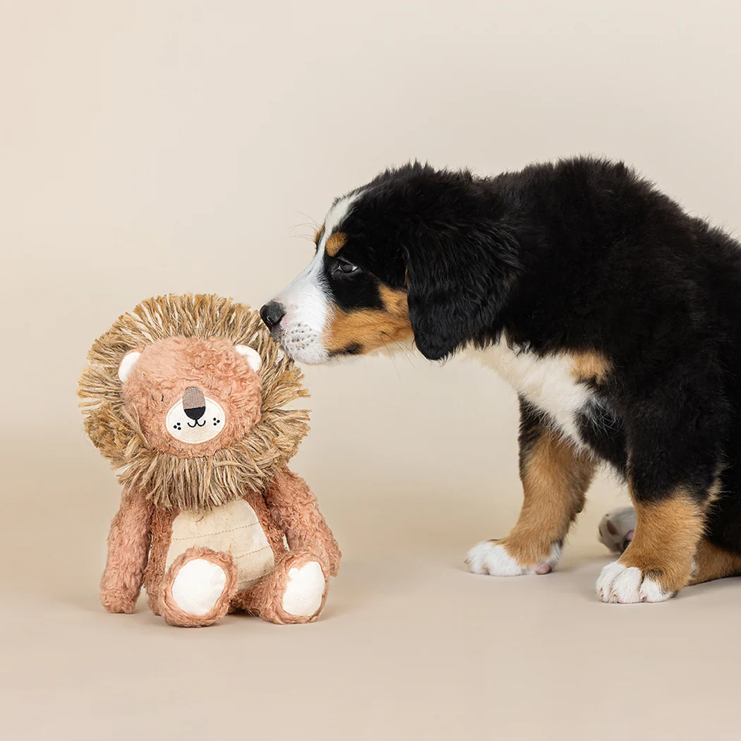 Fringe Studio MIGHTY MANE EARTH FRIENDLY DOG TOY, a Bernese Mountain Dog puppy sniffs a lion toy