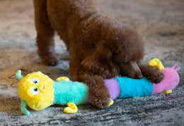 Brown dog playing with a colorful caterpillar toy