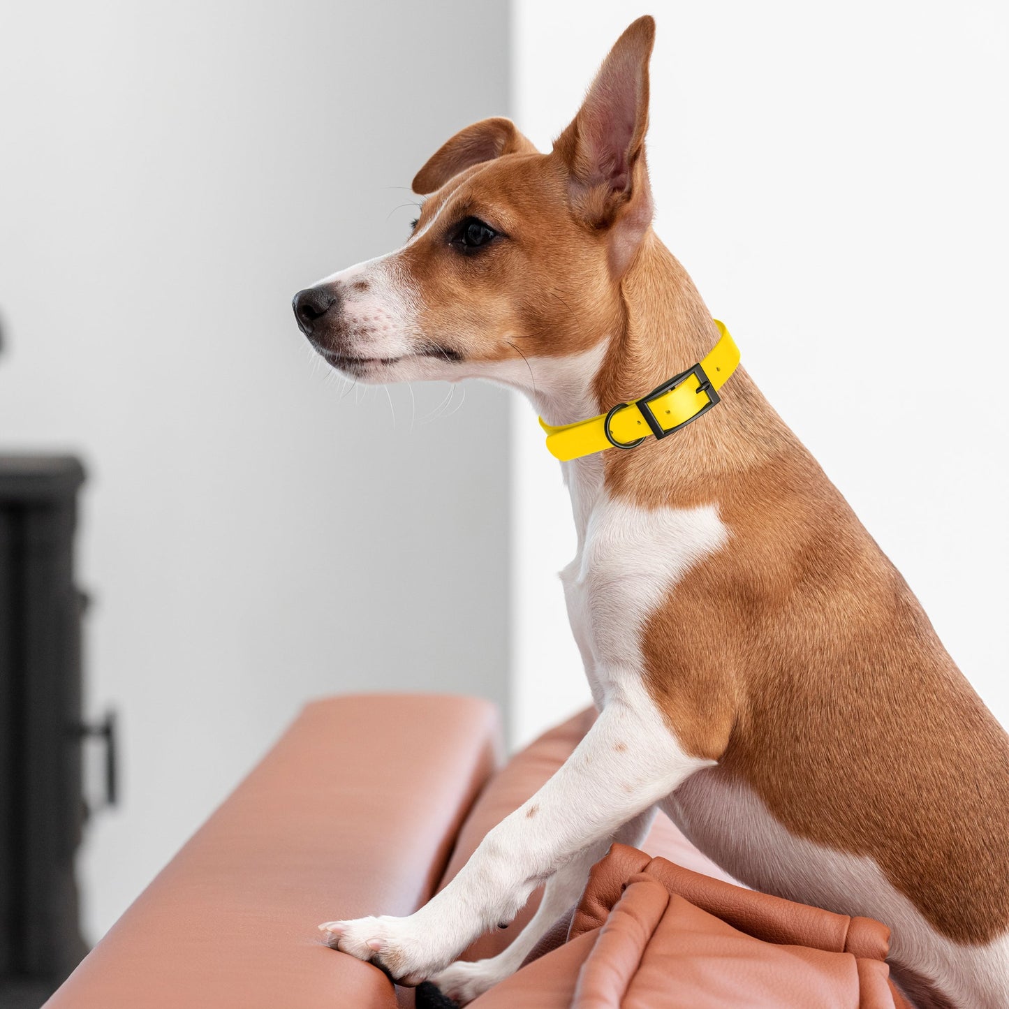 Biothane Waterproof Dog Collar - Wide - L (16 to 20 inches)
