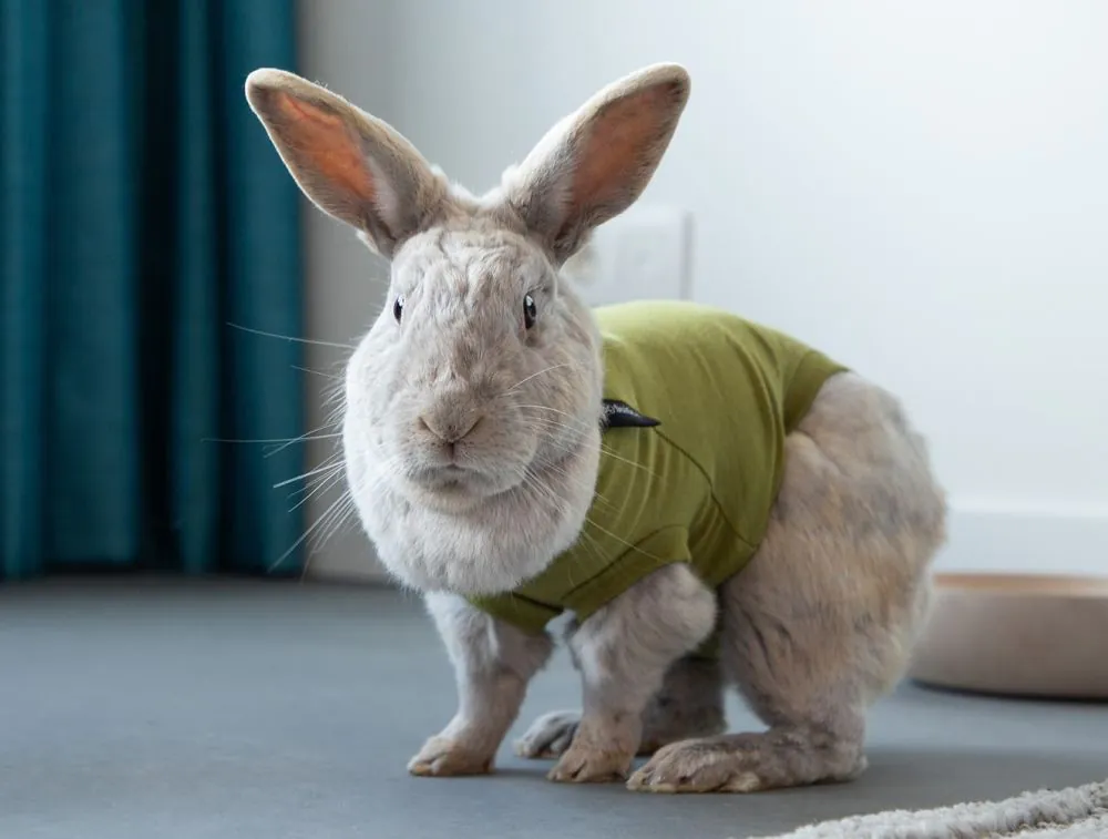 Recovery Suit- Rabbit- Green