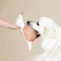 Golden Retriever dog playing with a snail-shaped dog toy