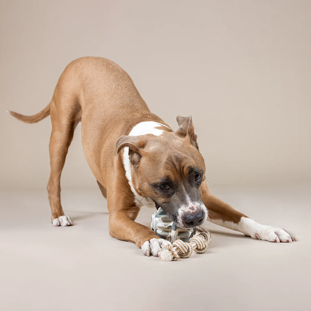 Brown and white dog playing with Fringe Studio SHAPESHIFTER RUBBER DOG TOY