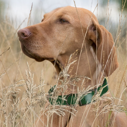 Biothane Waterproof Dog Collar - XS (9 to 12 inches)