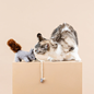 ONE TUFF NUT TEASER CAT TOY Case of 4